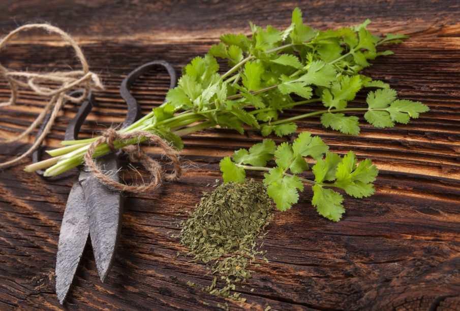 Propiedades medicinales del cilantro