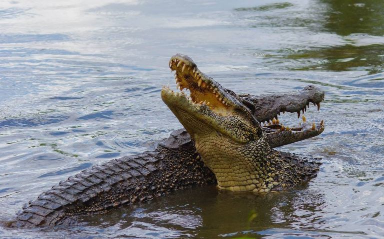 Ciudad Madero, el lugar con mayor avistamiento de cocodrilos en el país