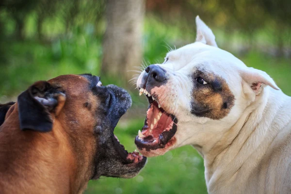 ¿Qué hacer en caso de ser mordido por un perro?